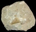 Otodus Shark Tooth Fossil In Rock - Eocene #47729-1